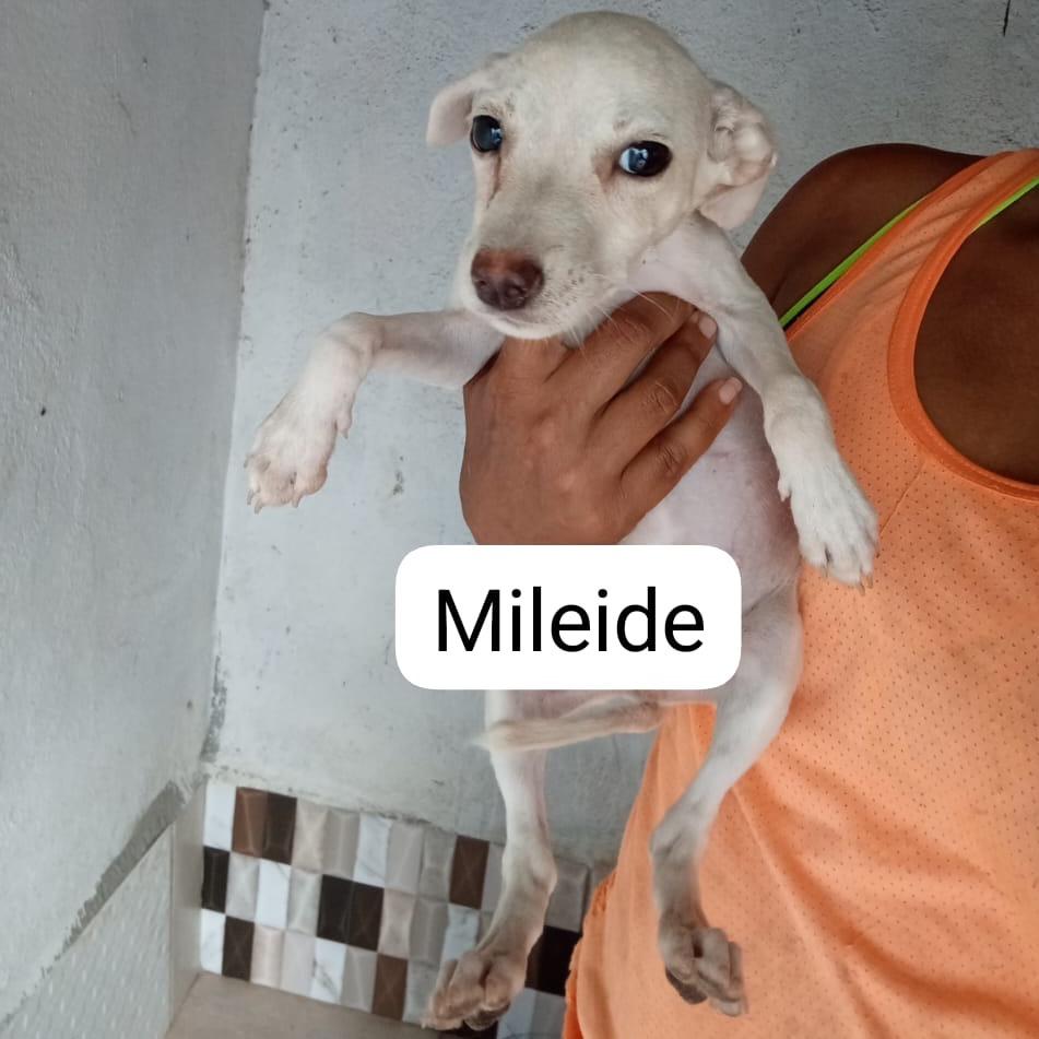 Mileide